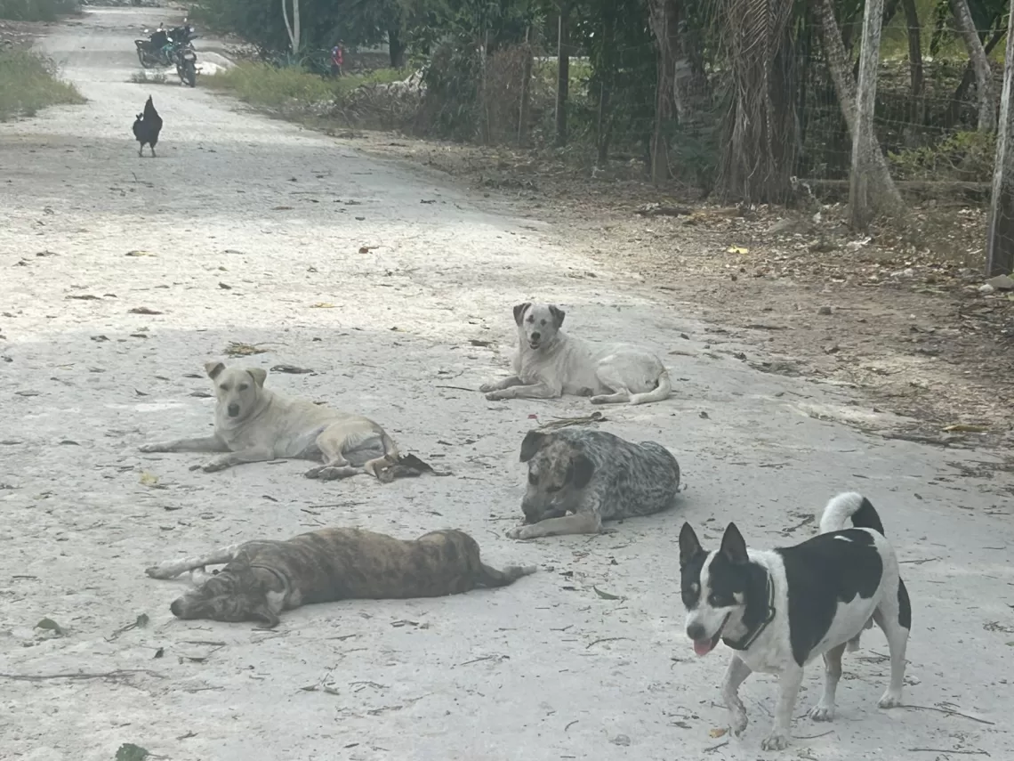 Refugio en Holbox pide más clínicas veterinarias ante creciente demanda y falta de apoyo