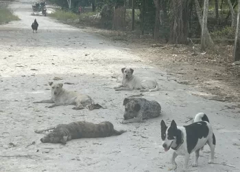 Refugio en Holbox pide más clínicas veterinarias ante creciente demanda y falta de apoyo