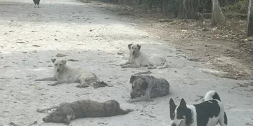 Refugio en Holbox pide más clínicas veterinarias ante creciente demanda y falta de apoyo