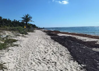 Sargazo se adelanta a Semana Santa y afecta más de 130 playas del Caribe Mexicano