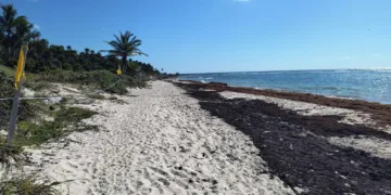 Sargazo se adelanta a Semana Santa y afecta más de 130 playas del Caribe Mexicano
