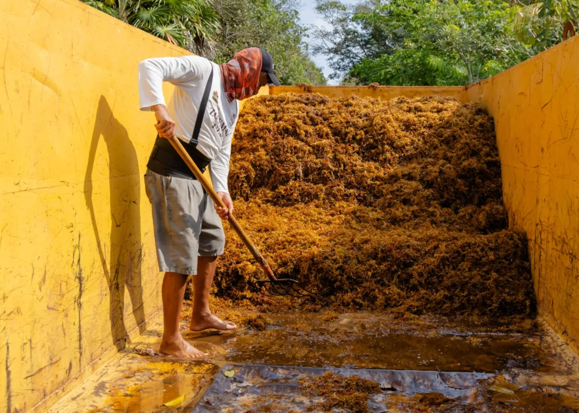 Tulum instala 10 contenedores en la zona hotelera para reforzar recolección de sargazo