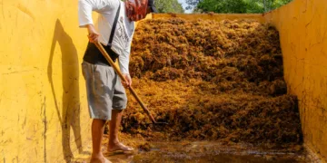 Tulum instala 10 contenedores en la zona hotelera para reforzar recolección de sargazo
