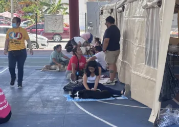 Impulsan campañas de esterilización para frenar sobrepoblación de perros y gatos en Quintana Roo