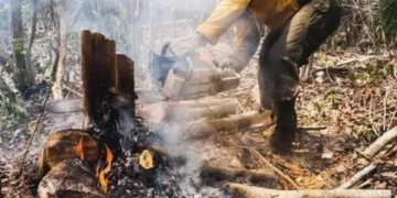 Incendios forestales caen a mínimos históricos en Quintana Roo; reportan solo 44 hectáreas afectadas en 2026