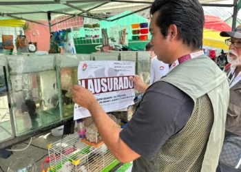 Endurecen vigilancia en tianguis de Cancún tras decomiso de fauna silvestre