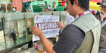 Endurecen vigilancia en tianguis de Cancún tras decomiso de fauna silvestre