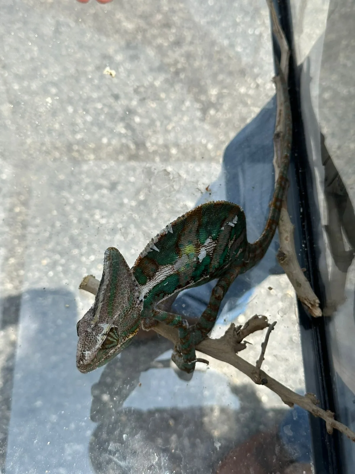 Endurecen vigilancia en tianguis de Cancún tras decomiso de fauna silvestre