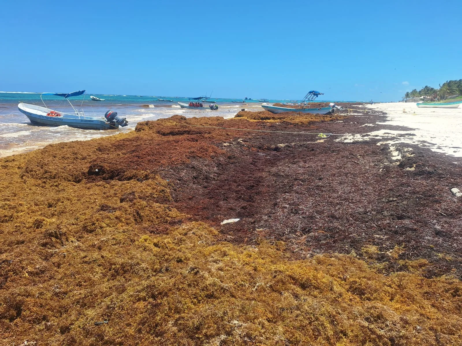 Rebasa Tulum las mil toneladas de sargazo recolectadas en lo que va del año