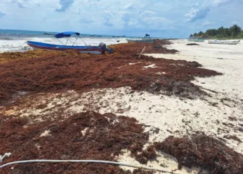 Rebasa Tulum las mil toneladas de sargazo recolectadas en lo que va del año