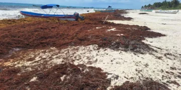 Rebasa Tulum las mil toneladas de sargazo recolectadas en lo que va del año