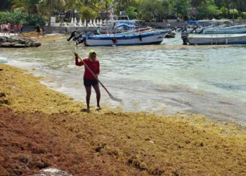 Sargazo invade de madrugada la bahía de Akumal; limpieza intensiva permite recuperar la zona en el mismo día