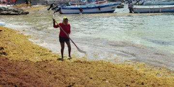 Sargazo invade de madrugada la bahía de Akumal; limpieza intensiva permite recuperar la zona en el mismo día