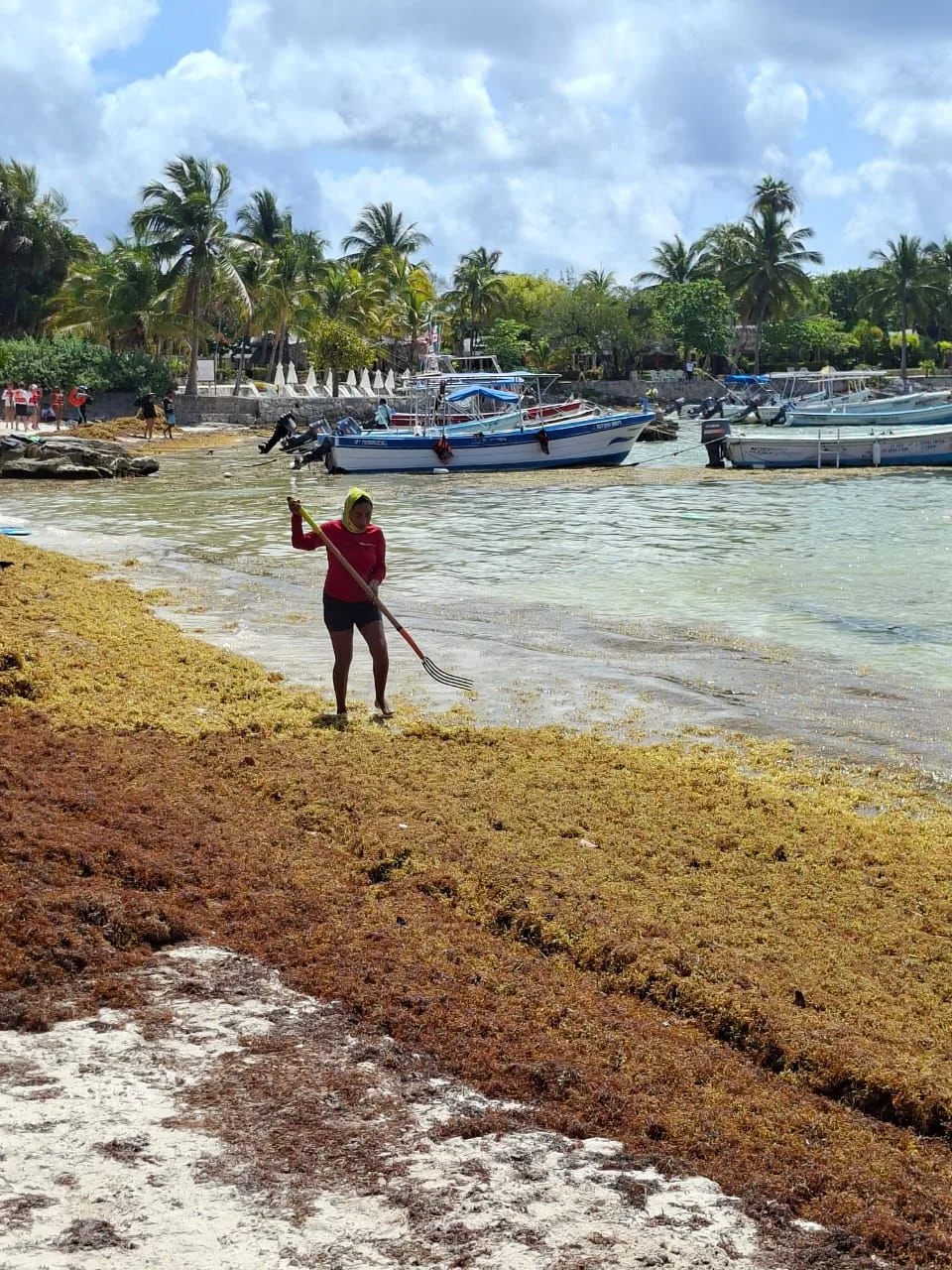 Sargazo invade de madrugada la bahía de Akumal; limpieza intensiva permite recuperar la zona en el mismo día