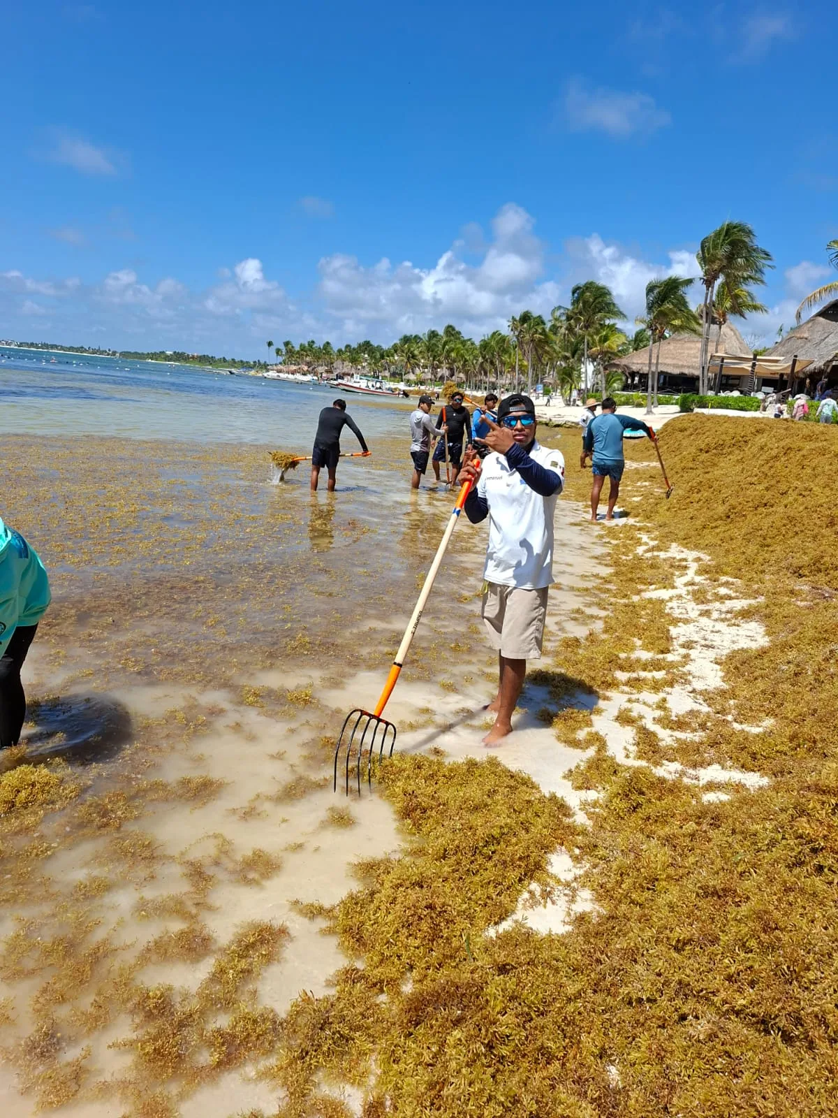 Sargazo invade de madrugada la bahía de Akumal; limpieza intensiva permite recuperar la zona en el mismo día