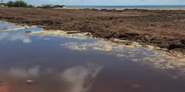 Tecnología contra el sargazo