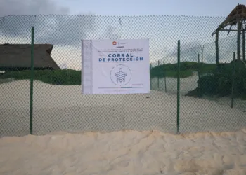 Cancún se alista para el gran arribo de tortugas marinas en sus playas