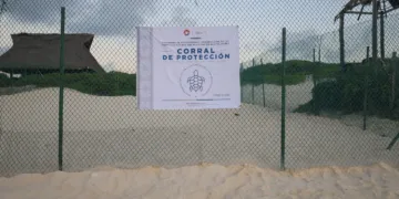 Cancún se alista para el gran arribo de tortugas marinas en sus playas
