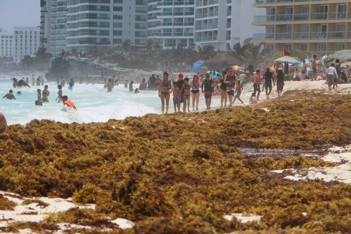 Cancún se pinta de marrón: sargazo golpea playas clave de la Zona Hotelera