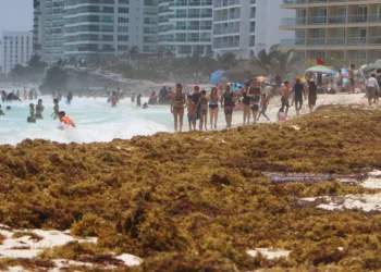Cancún se pinta de marrón: sargazo golpea playas clave de la Zona Hotelera