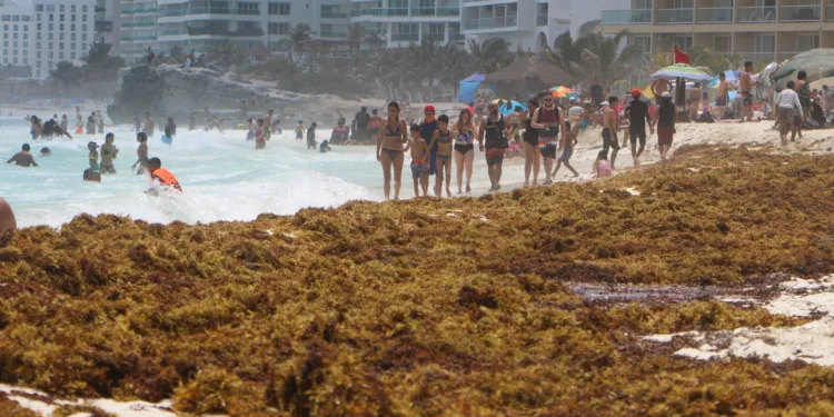 Sargazo deja 124 mil toneladas en Quintana Roo de abril a agosto