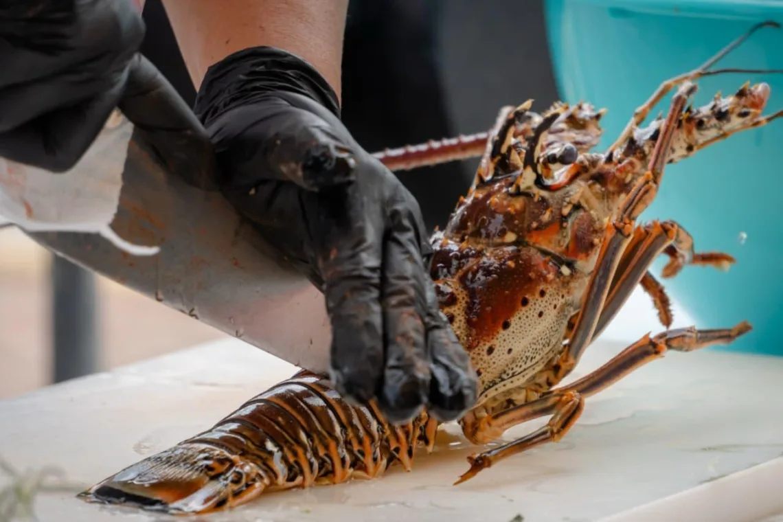 Caída en captura de langosta marca relevo en cooperativa pesquera de Tulum