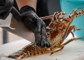 Caída en captura de langosta marca relevo en cooperativa pesquera de Tulum