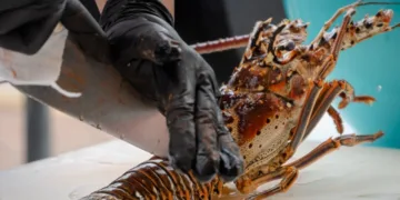 Caída en captura de langosta marca relevo en cooperativa pesquera de Tulum