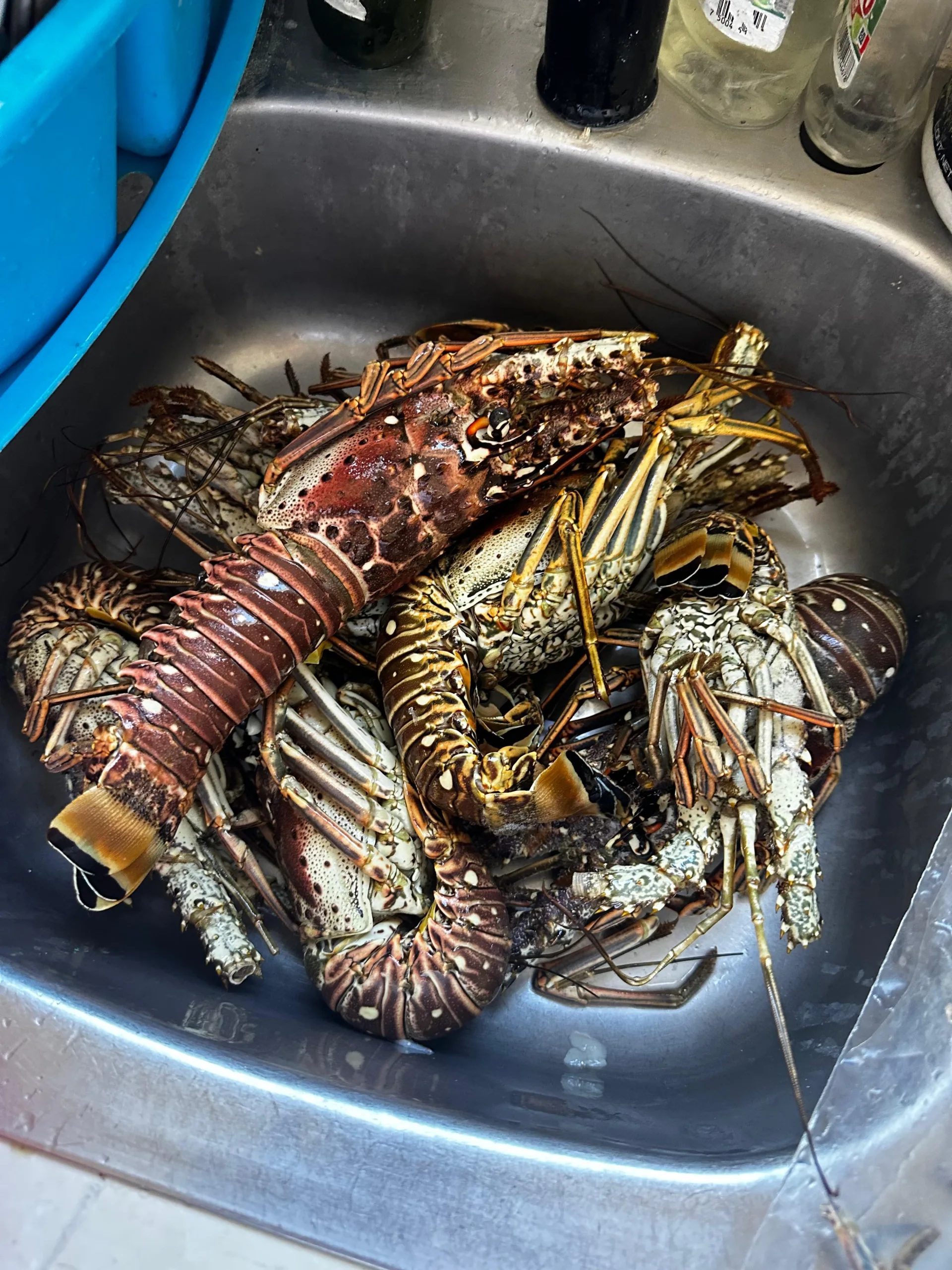 Caída en captura de langosta marca relevo en cooperativa pesquera de Tulum