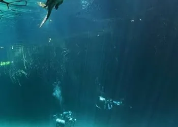 Buscarán prohibir actividades de nado y acercamiento con cocodrilos tras ataque de “Panchito” en Tulum