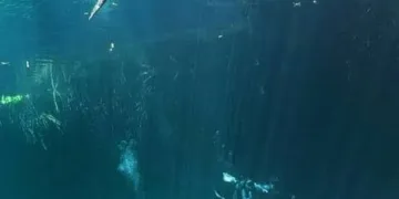 Buscarán prohibir actividades de nado y acercamiento con cocodrilos tras ataque de “Panchito” en Tulum