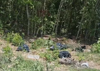 Fue falsa alarma: Movilizan a policias a la Región 205 concluye en hallazgo de desechos animales