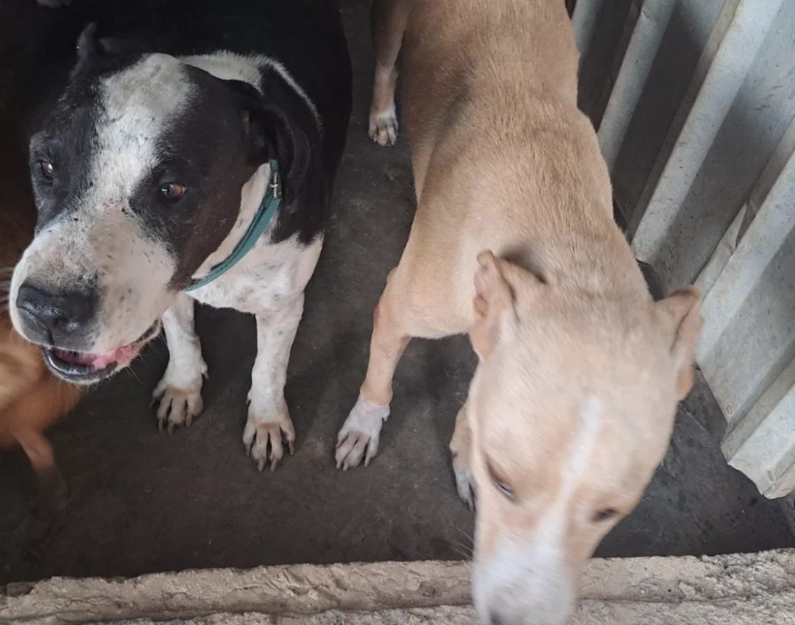 Refugio Alma Animal busca reforzarse ante temporada de huracanes