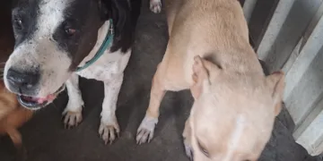 Refugio Alma Animal busca reforzarse ante temporada de huracanes