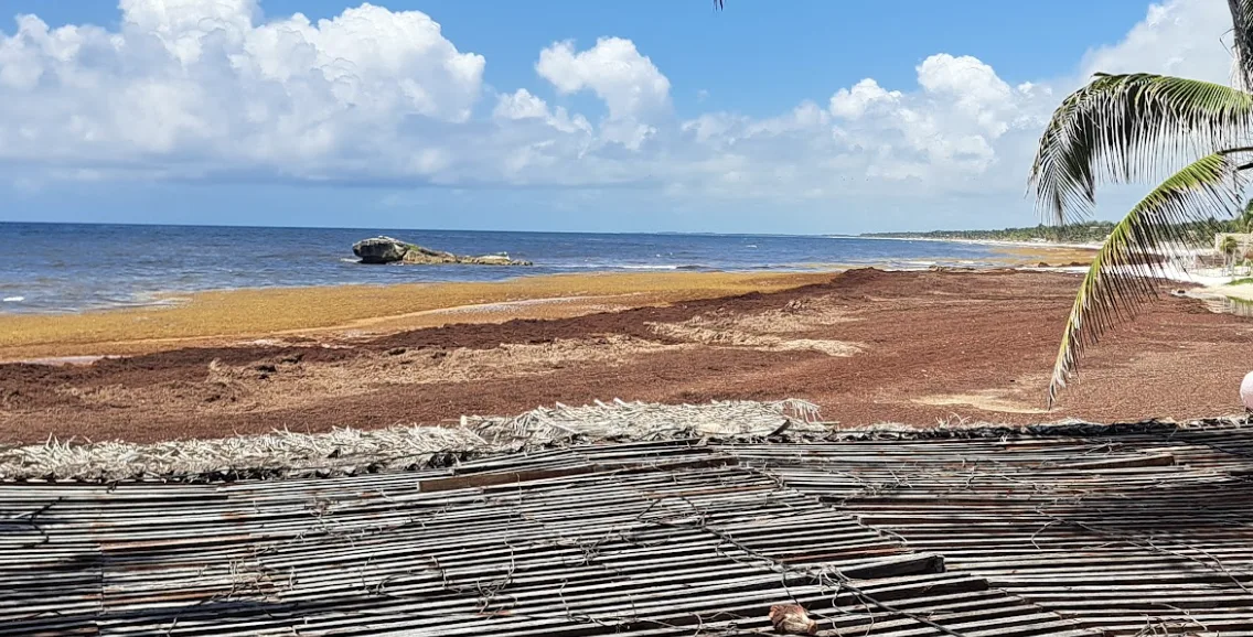 Proponen usar Sargacreto en repavimentación de la avenida Siete Sur