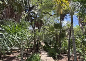 Benito Juárez refuerza estrategia de arborización para conservar distintivo ambiental