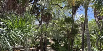 Benito Juárez refuerza estrategia de arborización para conservar distintivo ambiental
