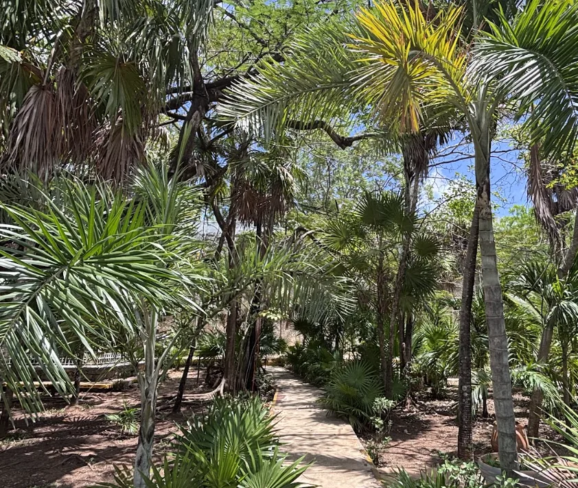 Benito Juárez refuerza estrategia de arborización para conservar distintivo ambiental