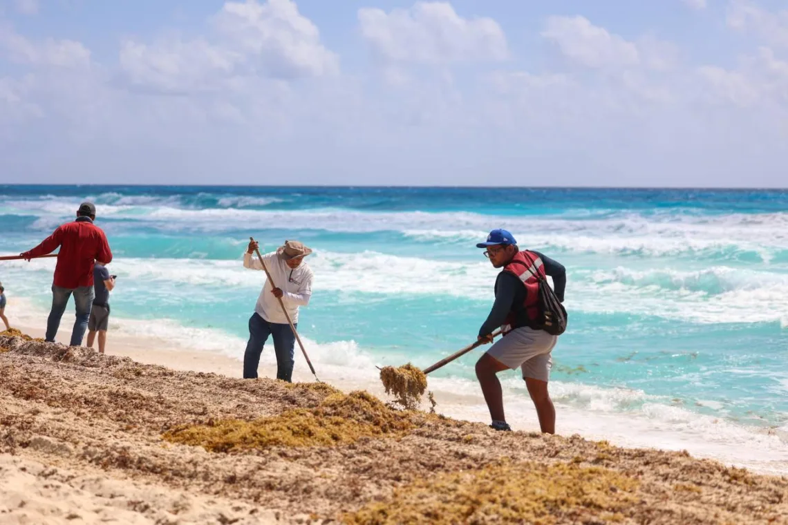 Cancún supera las 15 mil toneladas de sargazo recolectadas en lo que va del año