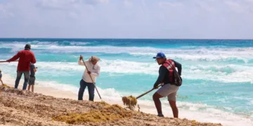 Cancún supera las 15 mil toneladas de sargazo recolectadas en lo que va del año