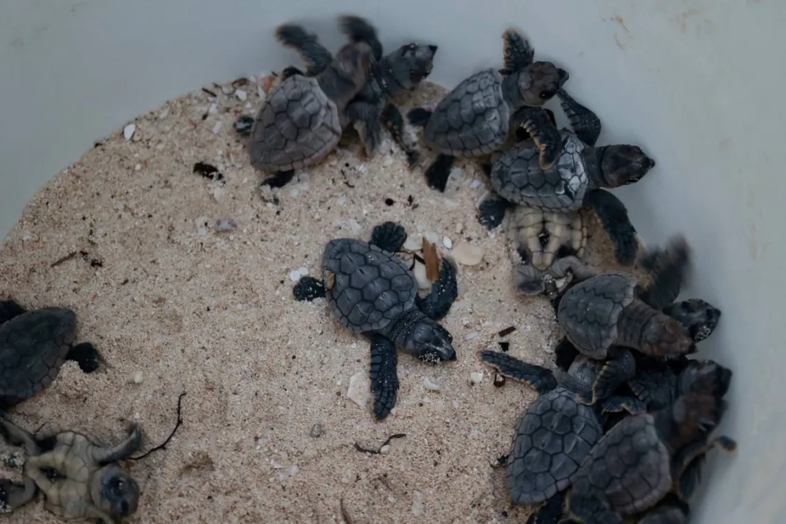 Más de 44 mil futuras vidas bajo resguardo: Cancún fortalece la protección de tortugas marinas