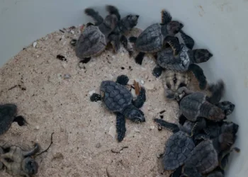 Más de 44 mil futuras vidas bajo resguardo: Cancún fortalece la protección de tortugas marinas