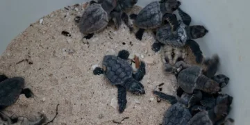 Más de 44 mil futuras vidas bajo resguardo: Cancún fortalece la protección de tortugas marinas