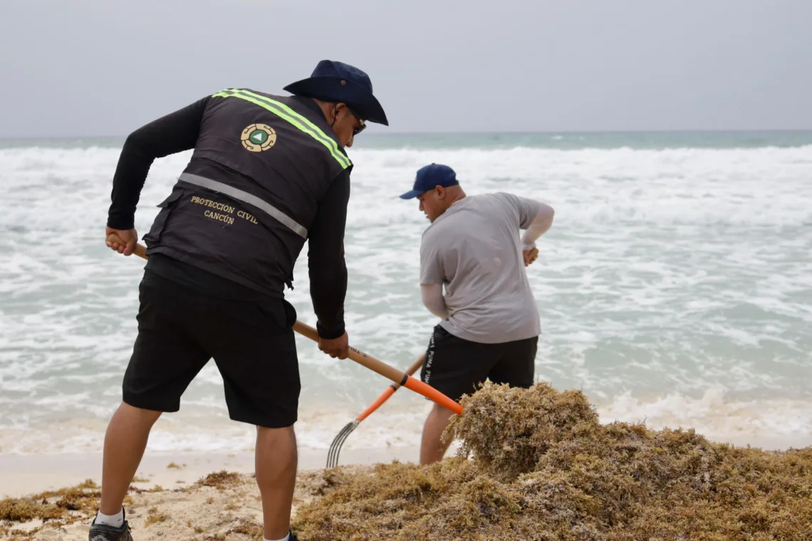 Cancún mantiene a raya el sargazo: suman más de 16 mil toneladas recolectadas