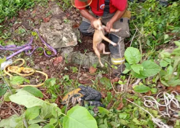 Cachorra cae en un cenote y es rescatada por Bomberos tras el desesperado llamado de una niña