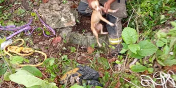 Cachorra cae en un cenote y es rescatada por Bomberos tras el desesperado llamado de una niña