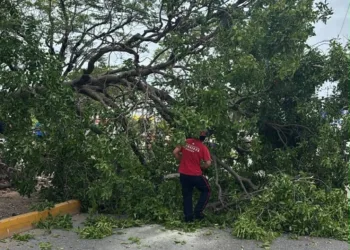 Árbol cae en avenida Tulum y deja a mujer lesionada en Cancún