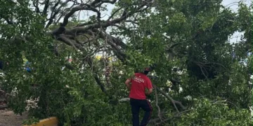 Árbol cae en avenida Tulum y deja a mujer lesionada en Cancún