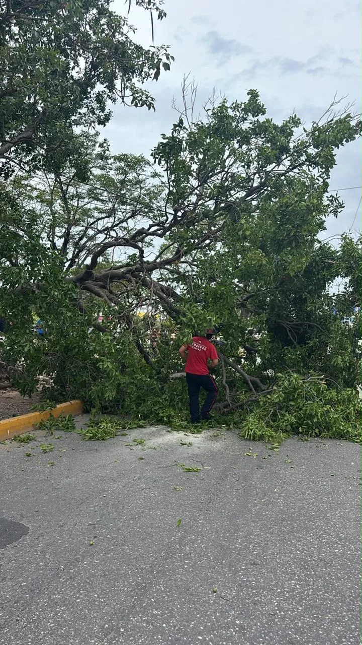 Árbol cae en avenida Tulum y deja a mujer lesionada en Cancún