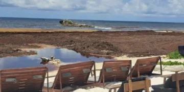 Presentan propuesta para frenar contingencia por sargazo en Tulum